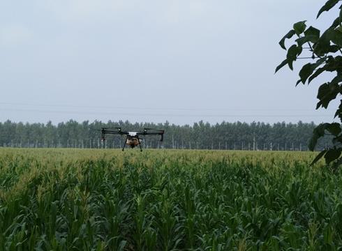 農(nóng)田里的“戰(zhàn)斗機(jī)”——沙苑農(nóng)場(chǎng)開展植保飛機(jī)防控玉米粘蟲災(zāi)害